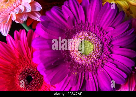 Gerbera Blumen, frische Naturpflanzen aus der Nähe. Blumenstrauß aus violetten, rosa und roten Blüten. Schönes buntes Muster mit Blütenblättern aus Gänseblümchen Stockfoto