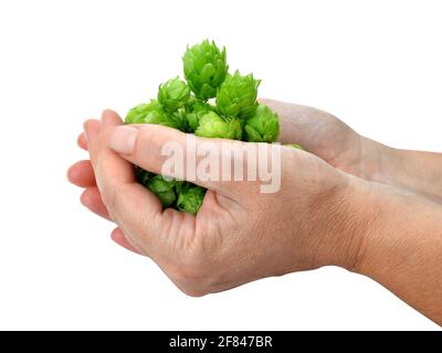 Hop Kegel in den Händen isoliert auf weißem Hintergrund. In der Bierherstellung verwendete Anlage. Stockfoto