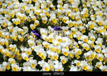 In einem Meer aus weiß-gelben Stiefmütterchen (Viola tricolor) haben sich zwei blaue Blüten verirrt. Die Blüten sind essbar und schnücken edle Speisen. Stockfoto