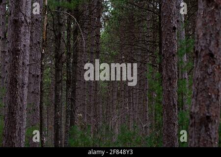 Wald mit hohen geraden Bäumen, die klar eingepflanzt wurden Zeilen sind längst nicht mehr vorhanden Stockfoto
