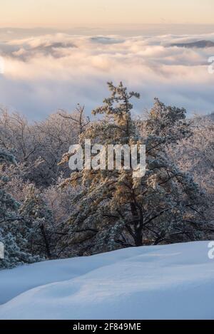 Ein eisiger Sonnenaufgang mit Blick auf den goldenen, kalten Nebel vom Gipfel des Old Rag Mountain im Shenandoah National Park, Virginia. Stockfoto