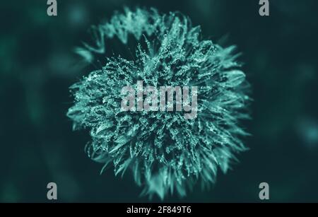 Makroaufnahme eines flauschigen Dandelions mit Wassertröpfchen darauf - grüner Vintage-Effekt Stockfoto