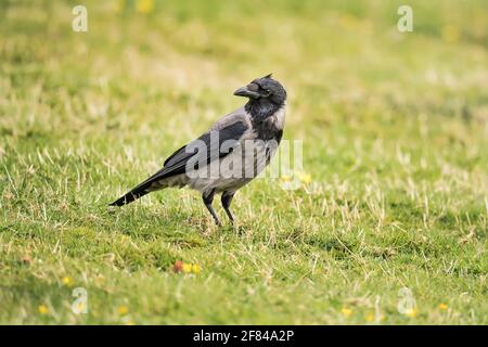 Kapuzenkrähe, die in Schottland auf dem Gras steht Stockfoto