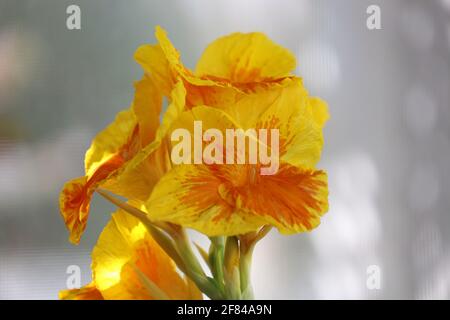 Nahaufnahme der blühenden Blumen des Gelben Königs Humbert Canna Liliy Stockfoto