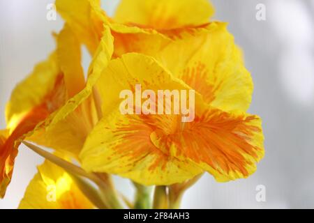 Nahaufnahme der blühenden Blumen des Gelben Königs Humbert Canna Liliy Stockfoto