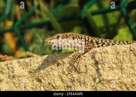 Mauereidechse (Lacerta muralis), an einer Gartenmauer, Gardasee, Lazise, Italien Stockfoto