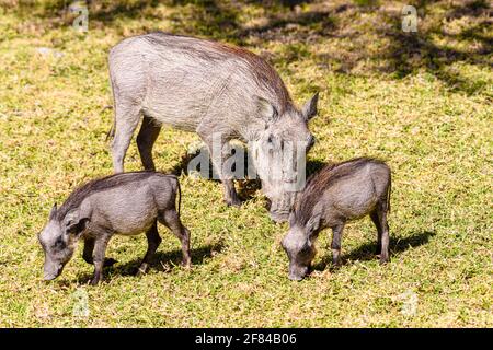 Eine Mutter Warzenschwein mit zwei Hoglets frisst Gras, Namibia Stockfoto