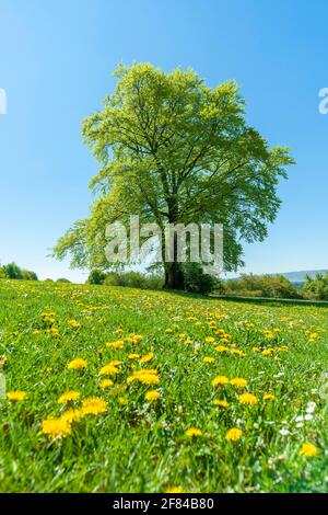 Rotbuche (Fagus sylvatica), Einzelbaum, im Frühjahr auf einer Waldwiese, Thüringen, Deutschland Stockfoto