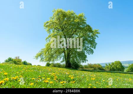 Rotbuche (Fagus sylvatica), Einzelbaum, im Frühjahr auf einer Waldwiese, Thüringen, Deutschland Stockfoto