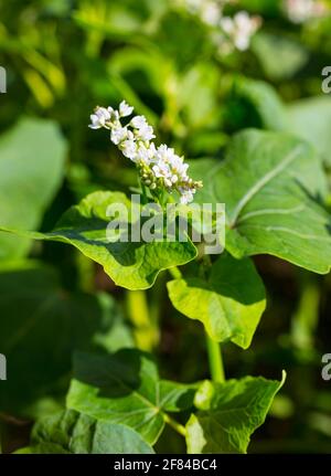 Buchweizen (Fagopyrum esculentum) in Blüte, Sachsen, Deutschland Stockfoto