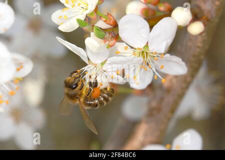 Westliche Honigbiene (APIs mellifica), Arbeiterbiene, die auf einer Schlehdornblüte (Prunus spinosa) auf Nahrungssuche geht Siegerland, Nordrhein-Westfalen, Deutschland Stockfoto