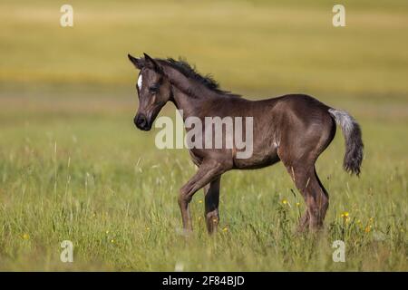 Arabisches Fohlen im Frühjahr auf der Wiese, Rheinland-Pfalz, Deutschland Stockfoto