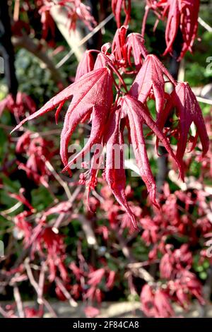 Acer palmatum ‘Trompenburg’ japanischer Ahorn Trompenburg – purpurrote gekräuselte Blätter, April, England, Großbritannien Stockfoto