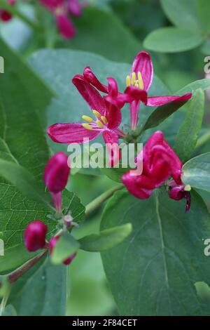 Lonicera tatarica ‘Hack’s Red’ Tatarian Honeysuckle Hack’s Red – purpurrote Blüten und dunkelgrüne eiförmige Blätter, April, England, Großbritannien Stockfoto