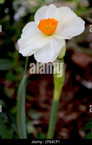 Narcissus / Daffodil ‘Barrett Browning’ Division 3 kleine, kleine Narzissen mit weißen Blütenblättern und orangegelber Fransenschale, April, England, Großbritannien Stockfoto