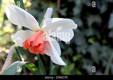 Narcissus / Daffodil ‘Accent’ Division 2 großschalige weiße Narzissen-Blütenblätter und lachsrosa ausgefranste Tasse, April, England, Großbritannien Stockfoto