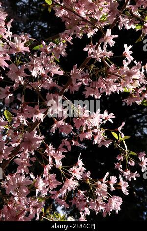 Prunus x subhirtella ‘autumnalis Rosea’ winterblühende Kirsche – halbschalige rosa Blüten und frische grüne Blätter, April, England, Großbritannien Stockfoto