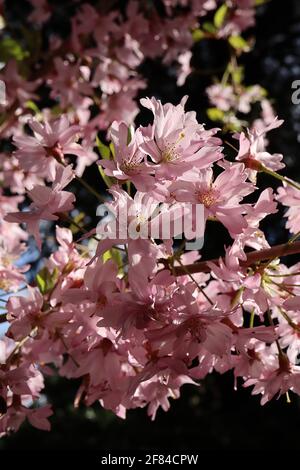 Prunus x subhirtella ‘autumnalis Rosea’ winterblühende Kirsche – halbschalige rosa Blüten und frische grüne Blätter, April, England, Großbritannien Stockfoto