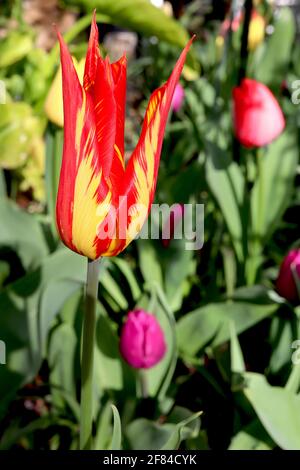 Tulipa ‘Dyanito’ Lilie blüht 6 Dyanito gebrochene Tulpe – gelbe Blüten mit großen roten Flammen, April, England, Großbritannien Stockfoto