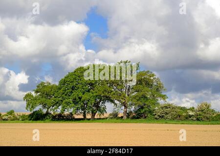 Alte Eichen (Quercus) und blühender Weißdorn (Crataegus) am Rande eines Feldes, blauer Wolkenhimmel, Nordrhein-Westfalen, Deutschland Stockfoto