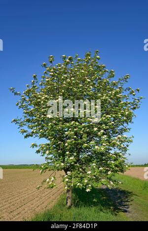 Europäische Eberesche (Sorbus aucuparia), Baum in Blüte, blauer Himmel, Nordrhein-Westfalen, Deutschland Stockfoto