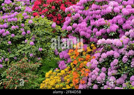 Rhododendron Park Bad Sassendorf, blühende Rhododendren und Azaleen, Nordrhein-Westfalen, Deutschland Stockfoto