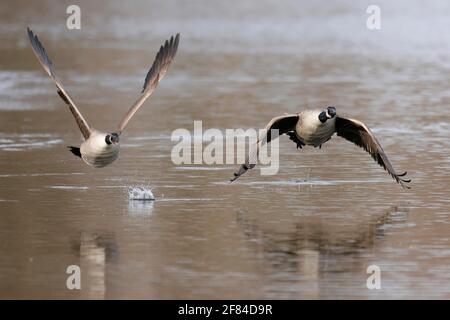 Kanadagans (Ardea cinerea) fliegen, Deutschland Stockfoto