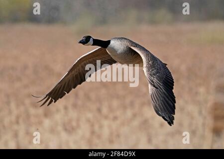 Kanadagans (Ardea cinerea) fliegen, Deutschland Stockfoto