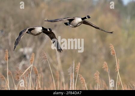 Kanadagans (Ardea cinerea) fliegen, Deutschland Stockfoto