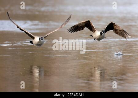 Kanadagans (Ardea cinerea) fliegen, Deutschland Stockfoto