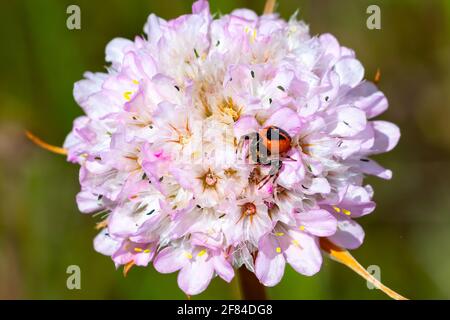 Synema globosum, eine Art von Spinnen aus der Familie Thomisidae, Krabbenspinnen, genannt Napoleon-Spinne über einer Armeria-Pflanze bekannt als Lady's Cushio Stockfoto