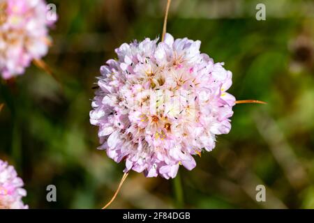 Armeria SP. Ist eine Gattung blühender Pflanzen. Diese Pflanzen werden manchmal auch als Damenkissen, Sparsamkeit oder Seerot bezeichnet.die Gattung zählt über hundert Sekunden Stockfoto