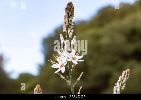 Asphodelus L., Sp. Ist eine Gattung von vorwiegend mehrjährigen Blütenpflanzen aus der Familie der Asphodelaceae. Die Gattung wurde früher in die Lilie f aufgenommen Stockfoto