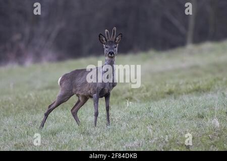 Europäisches Reh (Capreolus capreolus) im Bast, Hessen, Deutschland Stockfoto