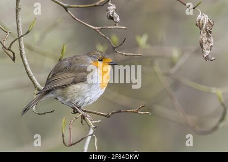 Europäischer Rotkehlchen (Erithacus rubecula) steht auf Zweig, Hessen, Deutschland Stockfoto