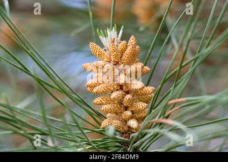 Zirbenblüte. In dieser Kiefer sind die männlichen Blüten in kleinen Zapfen von wenig mehr als einem Zentimeter und gelblich in der Farbe gruppiert. Das weibliche Flo Stockfoto