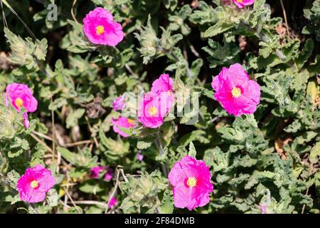 Cistus crispus ist eine Art blühender Pflanze aus der Familie der Cistaceae, mit rosa bis violetten Blüten Stockfoto