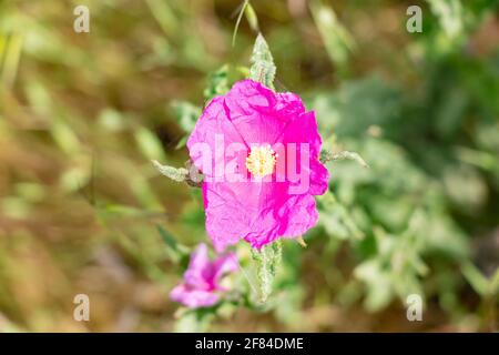 Cistus crispus ist eine Art blühender Pflanze aus der Familie der Cistaceae, mit rosa bis violetten Blüten Stockfoto