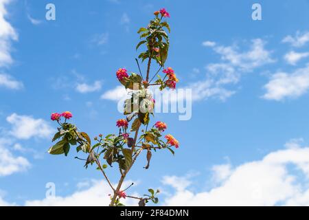 Lantana camara sanguinea, Familie der Verbenaceae. Es ist eine mediterrane Gartenpflanze sehr geschätzt für die Menge der Blumen bietet es uns und für die Stockfoto