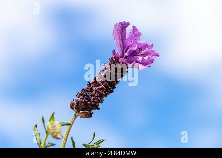 Lavandula stoechas, spanischer Lavendel oder gekrönt Lavendel oder Französisch Lavendel, blühende Pflanze in der Familie Lamiaceae, stammt aus dem Mittelmeerraum, i Stockfoto