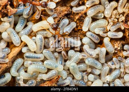 Rote Knüpfameisen, Arbeiter, Larven (Myrmica rubra), Deutschland Stockfoto