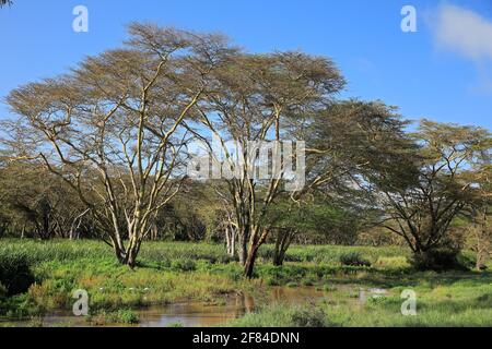 Fieberbaum (Vachellia xanthophloea), fieberhafte Akazie, Wasser, Solio Ranch Wildlife Sanctuary, Kenia Stockfoto