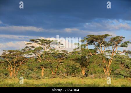 Fieberlose Akazie, Akazie aus Gelbrinde (Vachellia xanthohloea), Wald, Amboseli-Nationalpark, Kenia Stockfoto