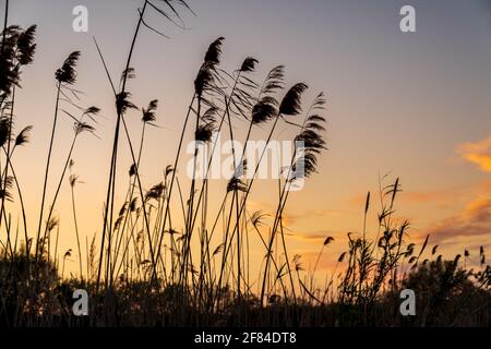 Silhouette eines Blumenfeldes während des Sonnenuntergangs. Der Himmel hat einige komplett rote Wolken. Stockfoto