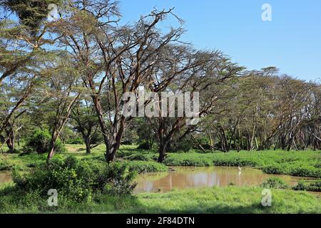 Fieberbaum (Vachellia xanthophloea), fieberhafte Akazie, Wasser, Solio Ranch Wildlife Sanctuary, Kenia Stockfoto