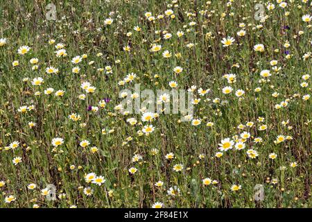 Chrysanthemum coronarium, Glebionis coronaria, Ochsenblüten oder tote Blume unter vielen anderen Namen, ist ein jährliches Kraut der Familie der Asteraceae und der t Stockfoto