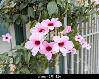 Pandorea jasminoides (Lindl.) K. Schum, Jasmin, Buschlilie. Pandorea ist eine Gattung mit 8 akzeptierten Arten von Kletterpflanzen, die zu den Bignoniac gehören Stockfoto