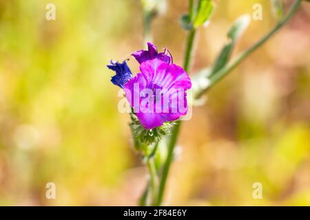 Echium plantagineum, allgemein bekannt als Purple Viper's-bugloss oder Pherson's Curse, ist eine Art von Echium, die in West- und Südeuropa beheimatet ist. Stockfoto