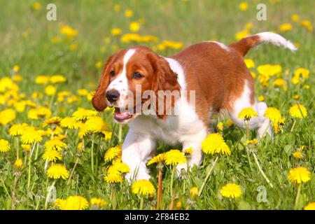 Welsh Springer Spaniel, Welpe, 12 Wochen Stockfoto