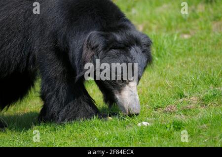 Faultierbär (Melursus ursinus) (Ursus ursinus) Stockfoto